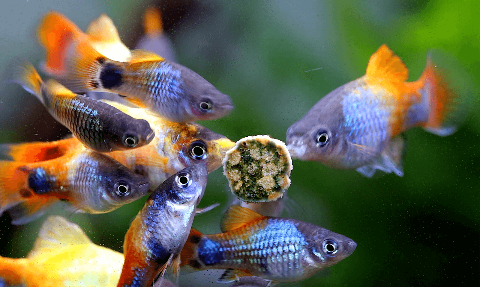 Bunte Guppygruppe am Futterring im Aquarium